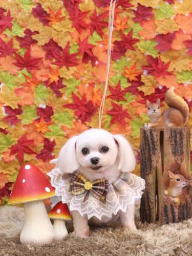 20241127サクラちゃん